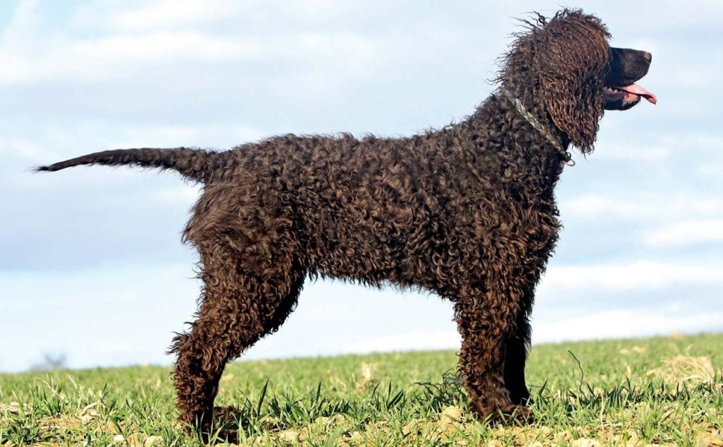 Американский кокер спаниель собака. описание, особенности, уход и цена породы