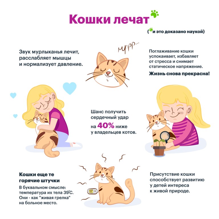 Лечение кошками (фелинотерапия). какая порода, какие болезни лечит