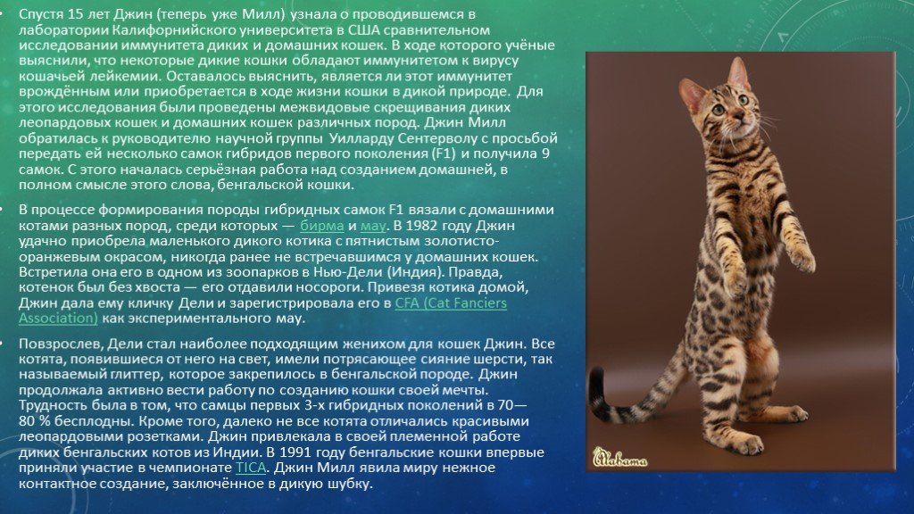 Леопардовая азиатская кошка: описание внешности и поведения, образ жизни и ареал обитания, размножение и численность вида