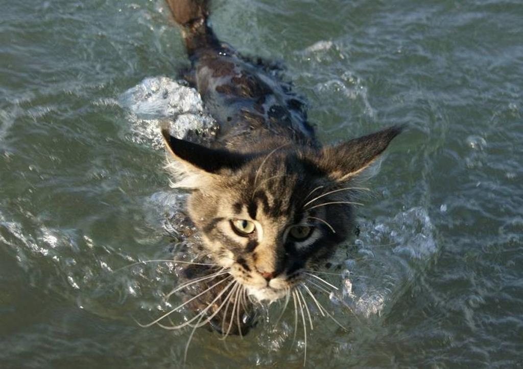 Почему кошки боятся воды: образ жизни, голос предков, как приучить кота купаться