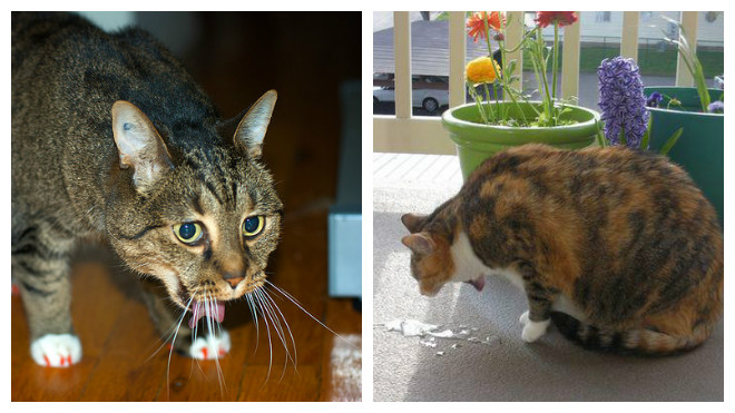 Чем кормить кошку для выведения шерсти из желудка | блог ветклиники "беланта"