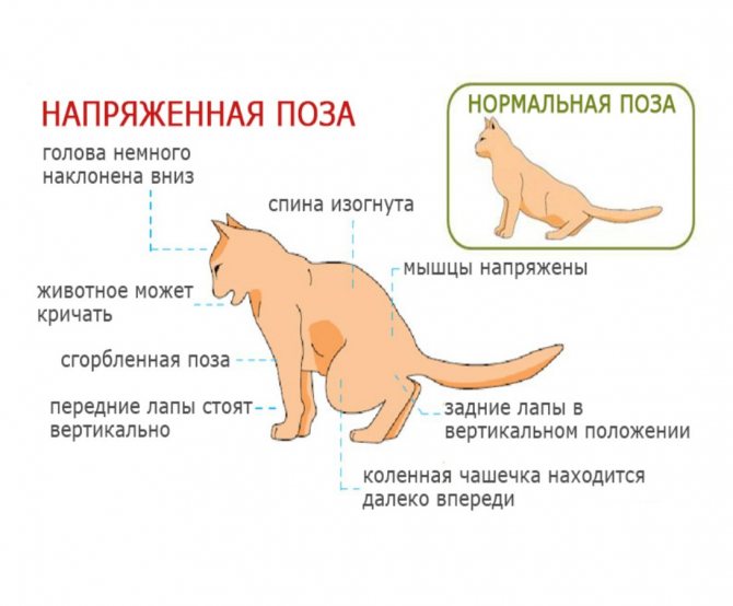 Кровь в кале у кошки причины и лечение