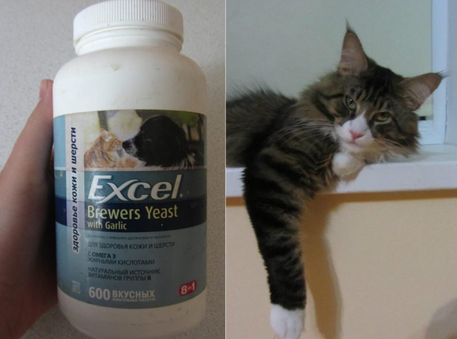 Витамины для котят: как и какие давать - новости о кошках