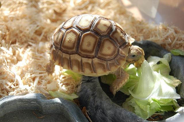 Среднеазиатская сухопутная черепаха