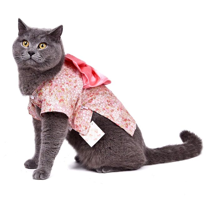 Одежда для кошек: топ 9 товаров [рейтинг, цены, отзывы]