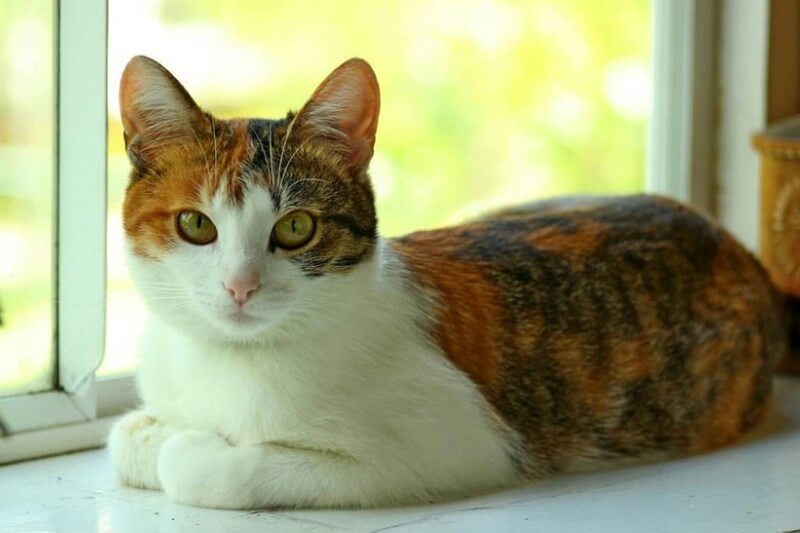 Эгейская кошка: описание породы, характер и уход