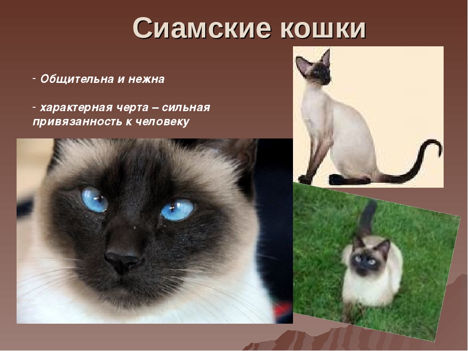 Сиамская кошка. описание, особенности, виды, характер, уход и цена сиамской породы