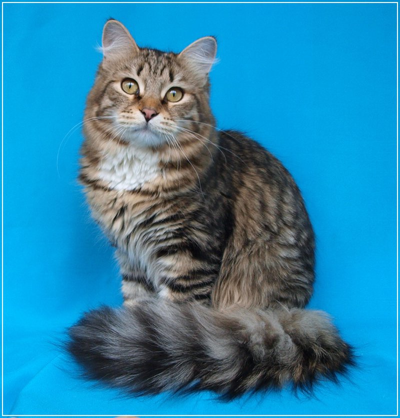 Сибирские кошки (64 фото): описание котов сибирской породы. как выглядят котята и какой у них характер? как выбрать корм для сибиряков? сколько живут кошки?