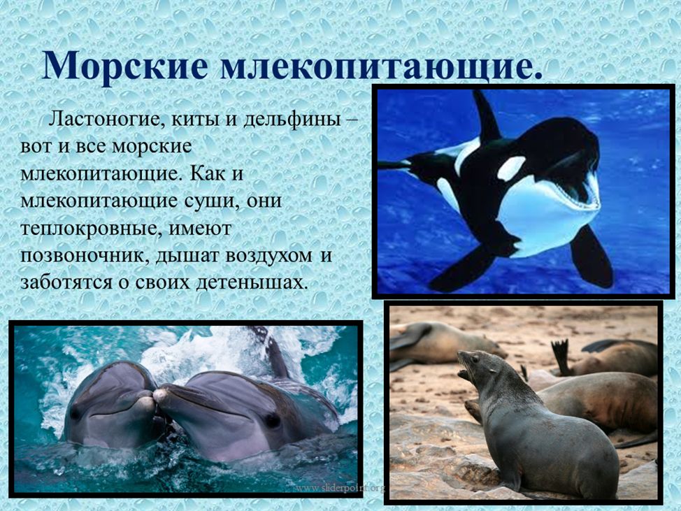 Дельфины: образ жизни, виды, описание ¦ magnitico.com