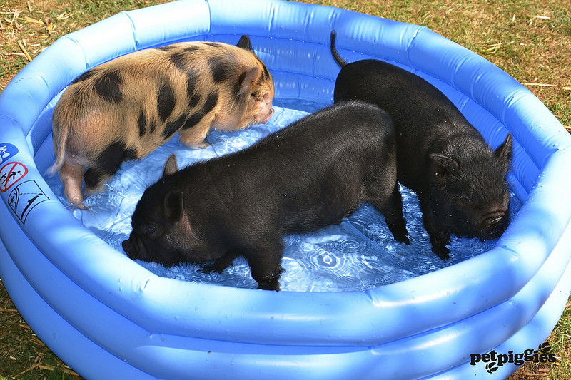 Породы свиней: описание и разновидности