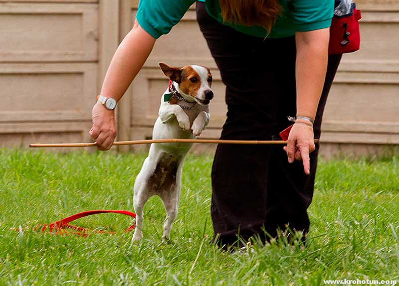 Чихуахуа: уход и содержание собаки в домашних условиях и в квартире, а также как ухаживать, содержать и чем кормить щенка
