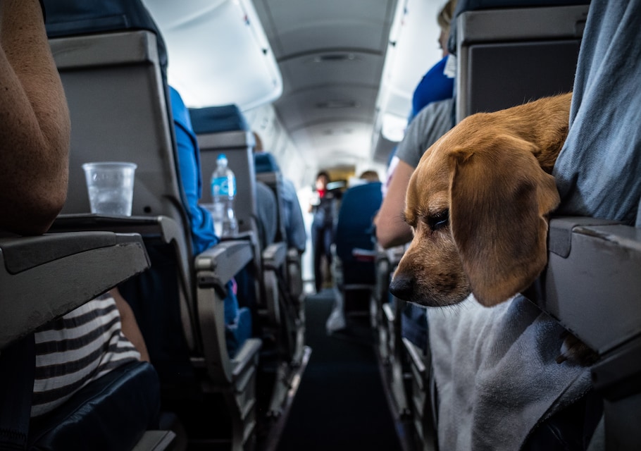 Победа авиабилеты для собак авиабилеты из казани в бишкеке