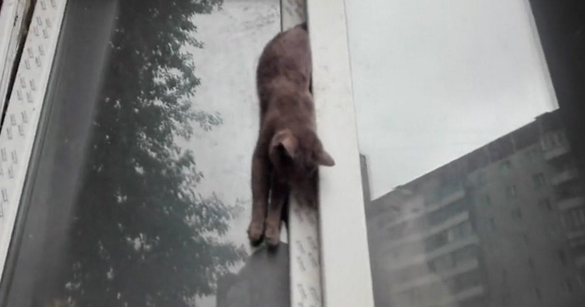 Кот, кошка выпали из окна – что делать, первая помощь, последствия и профилактика