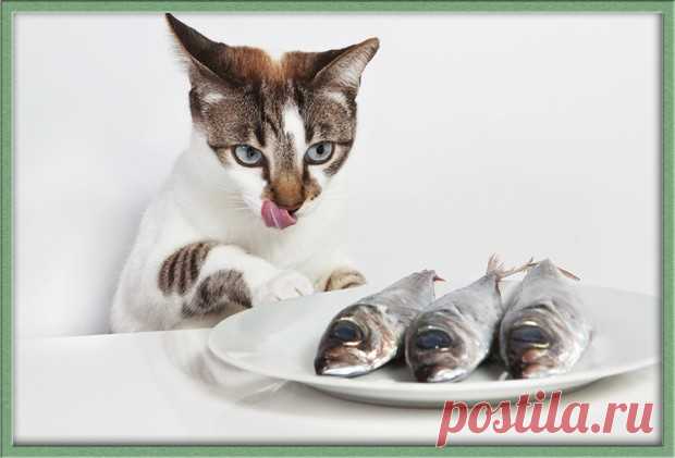 ᐉ можно ли кошкам рыбу? - ➡ motildazoo.ru