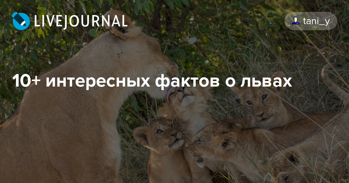 Самые нескучные и интересные факты о львах