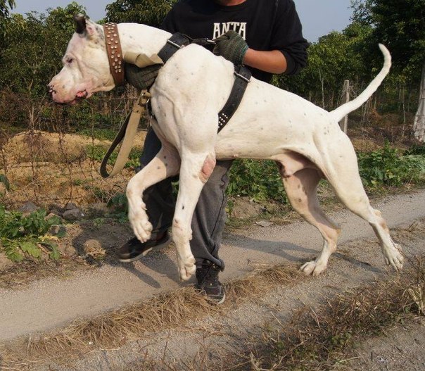 Самые опасные собаки в мире. гуль-донг: описание, характер, фото породы гуль донг против диких животных