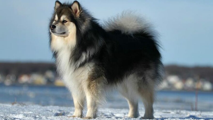 Западно-сибирская лайка: все о собаке, фото, описание породы, характер, цена