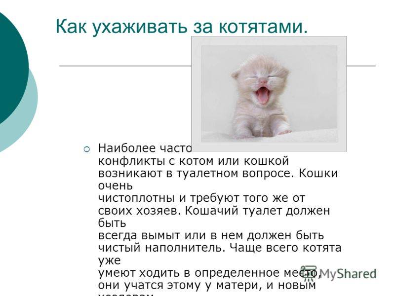 Сколько раз кормить котенка в 1, 2, 3, 4, 5 и 6 месяцев: норма кормления, описание правильного рациона питания