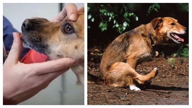 Глисты у собак - признаки, симптомы и лечение в москве. ветеринарная клиника "зоостатус"