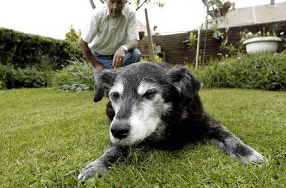 Собаки-долгожители: факты из книги рекордов гиннеса