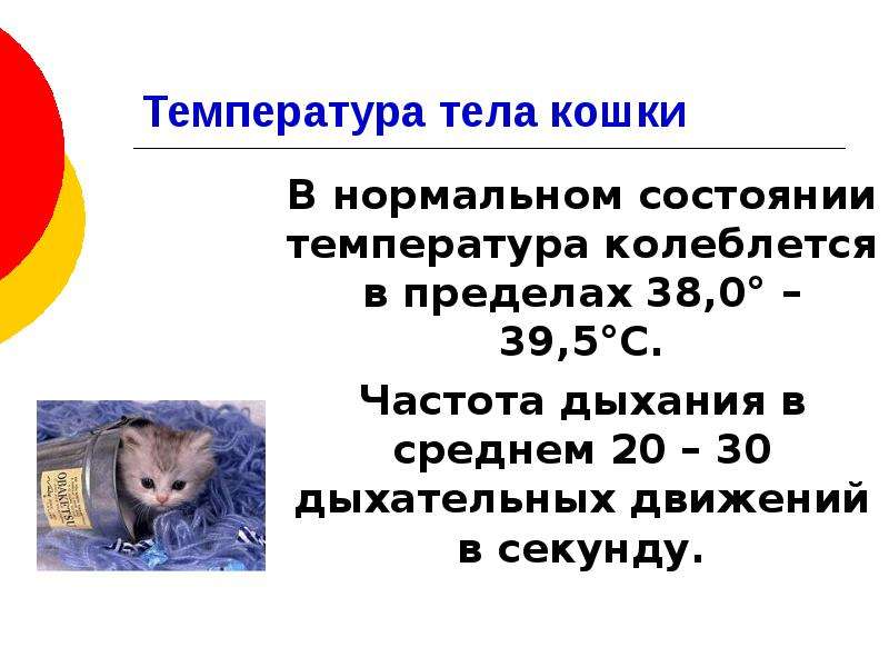 Температура тела кошки в норме - какая температура тела кошки нормальная
