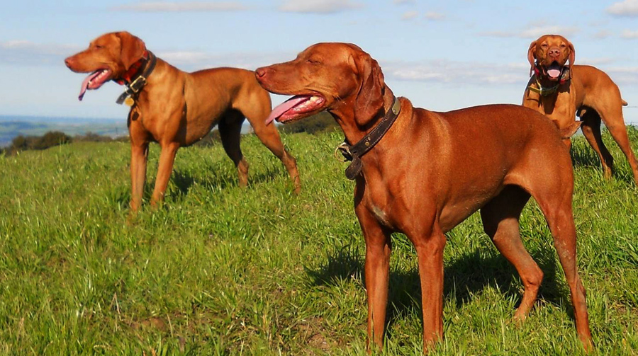 Венгерская выжла: описание породы собак, цена щенков