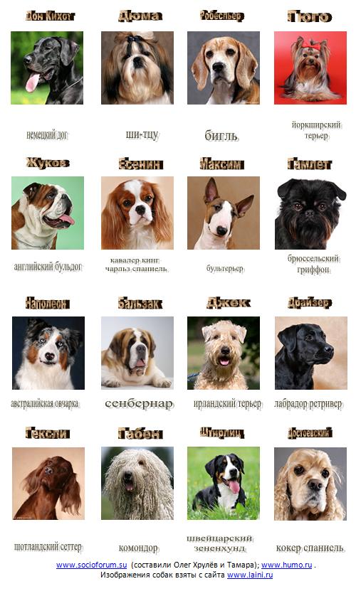 Все разновидности собак породы акита