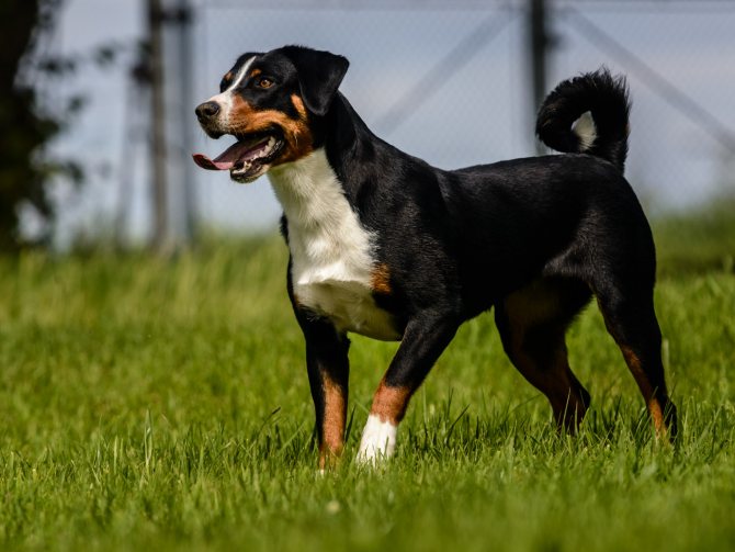 Энтлебухер зенненхунд: все о собаке, фото, описание породы, характер, цена