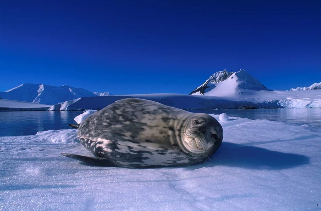 Доклад на тему тюлень сообщение