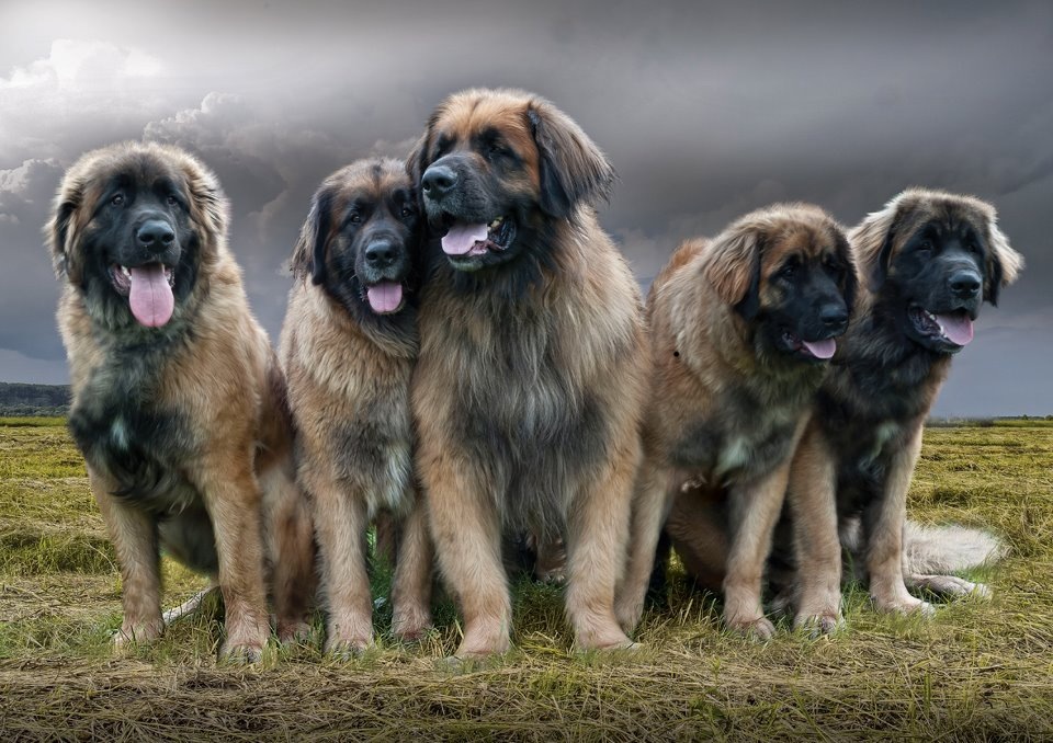 Описание породы собак леонбергер с отзывами владельцев, фото и видео