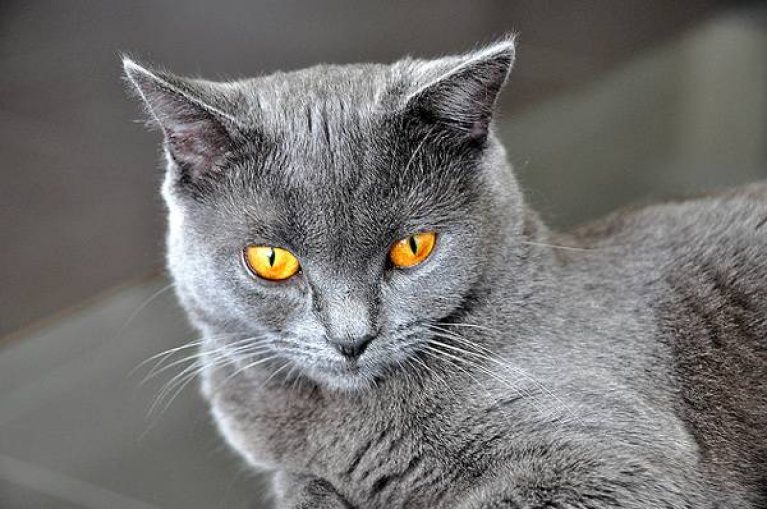 Кошки шартрез: информация и характерные особенности