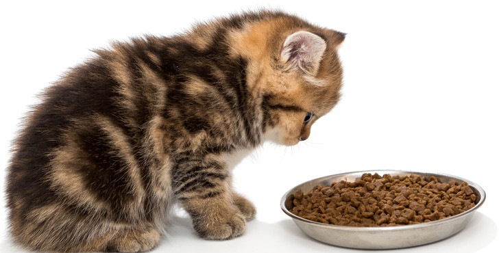 Какой корм для котят лучше: рейтинг, плюсы и минусы