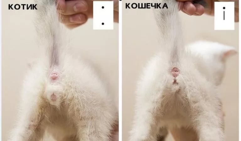 Как понять котенок кот или кошка картинки