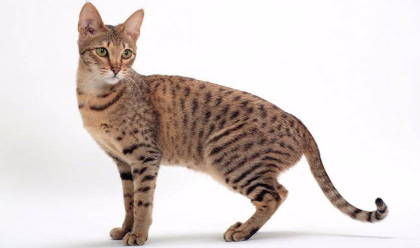 Аравийский мау: все внешние особенности породы, происхождение, содержание и возможные болезни кошки (100 фото)