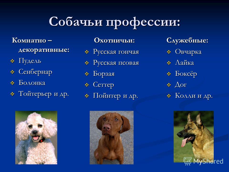 Служебные собаки породы краткое описание