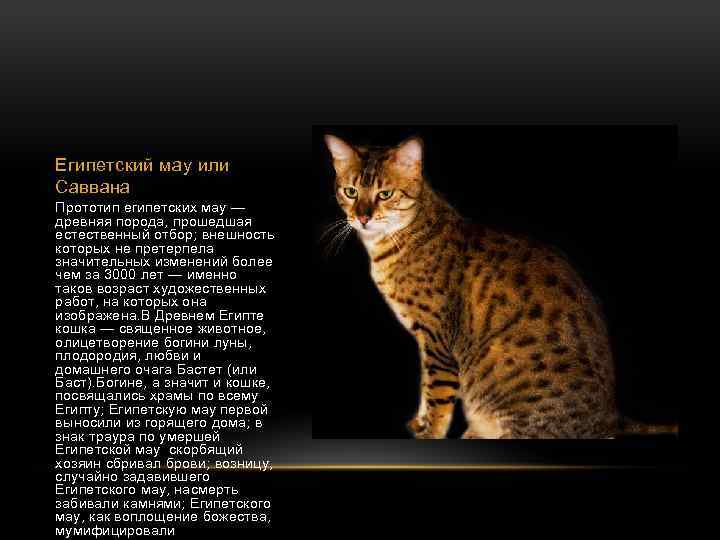 Египетская мау: все о кошке, фото, описание породы, характер, цена