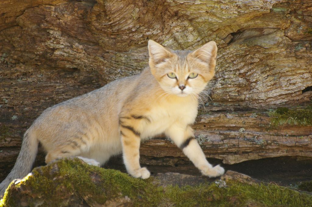 Камышовая кошка (хаус, болотная кошка)