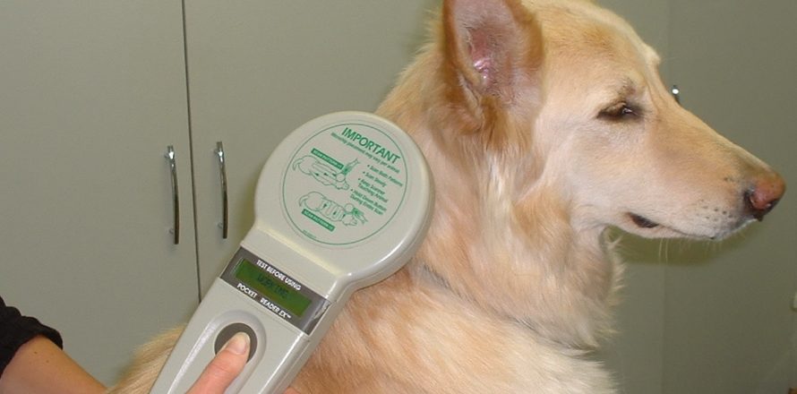 Чипирование собак: для чего нужна процедура, устройство чипа, возраст для чипирования собаки, противопоказания, базы данных чипированных животных