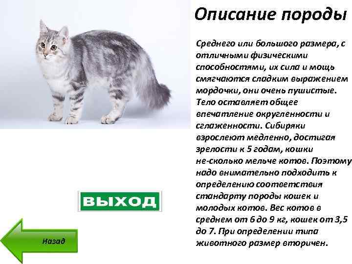 Особенности кошек породы нибелунг и уход за ними