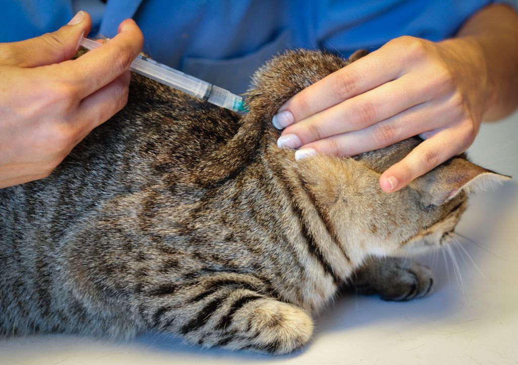 Как делать уколы кошке | блог ветклиники "беланта"