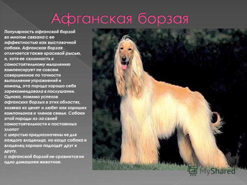 Русская псовая борзая: все о собаке, фото, описание породы, характер, цена