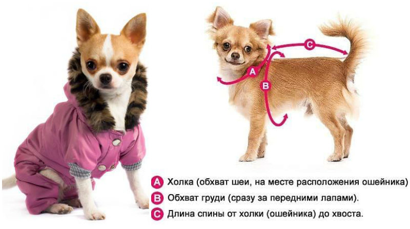 Особенности, виды, плюсы и минусы одежды для собак | живность.ру