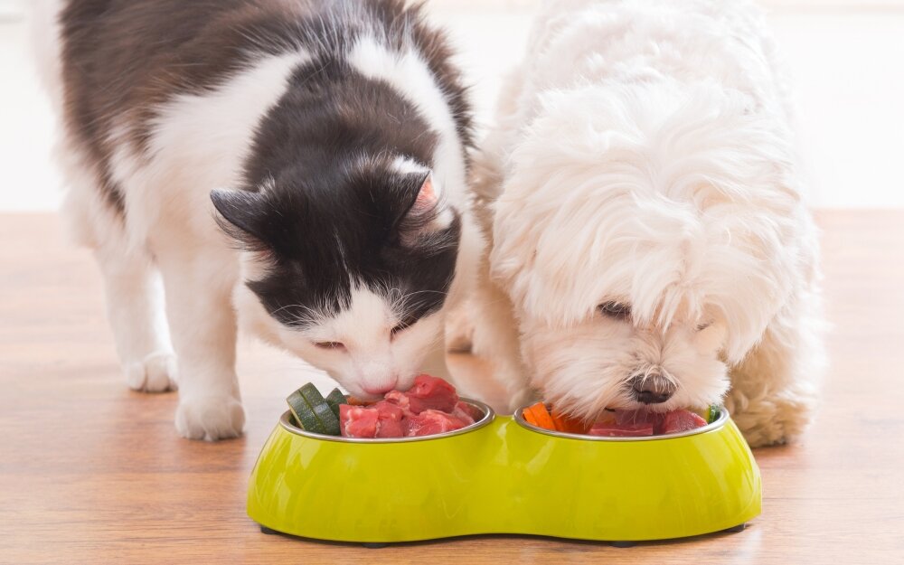 Можно ли кормить кошку только влажным кормом мнение ветеринара