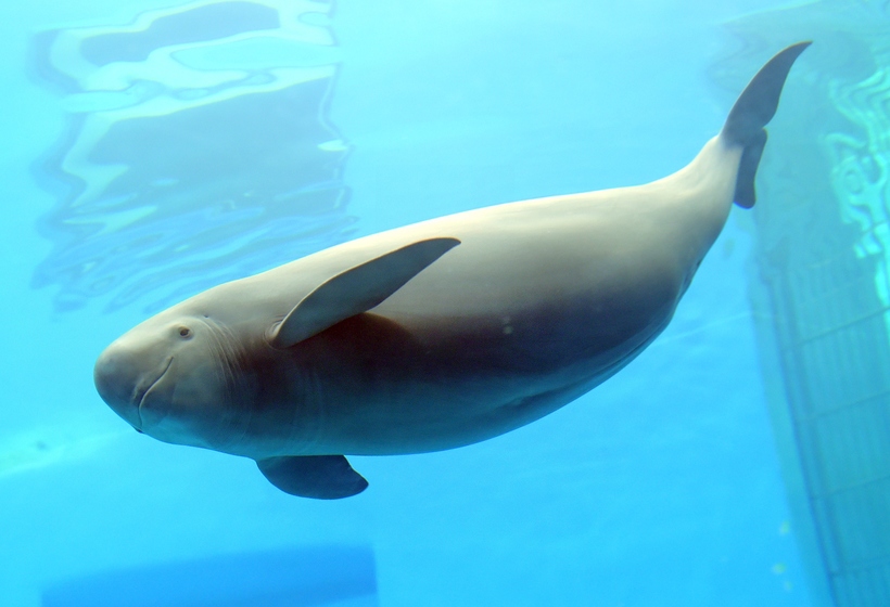 Черноморский дельфин - морская свинья (азовка) | ocean-media.su