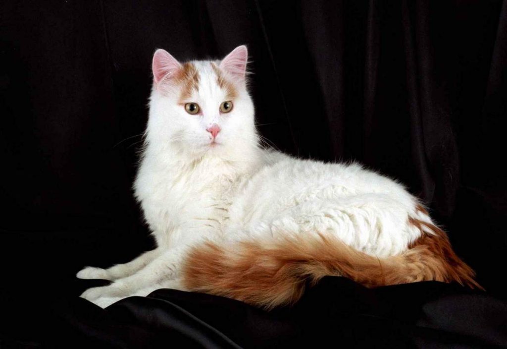 Турецкий ван кошка: фото, описание породы, характер, цены
