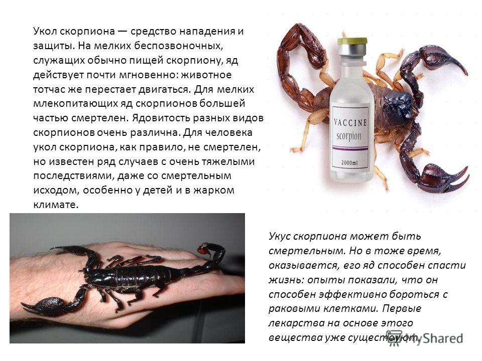Как сделать:: содержание скорпиона дома — ikirov.ru - энциклопедия товаров и услуг в кирове и кировской области