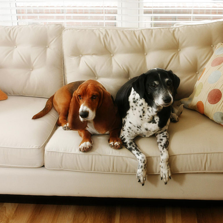 Лучшие собаки для квартиры: крупные, мелкие и средние породы, критерии выбора, описание 24 пород с фото