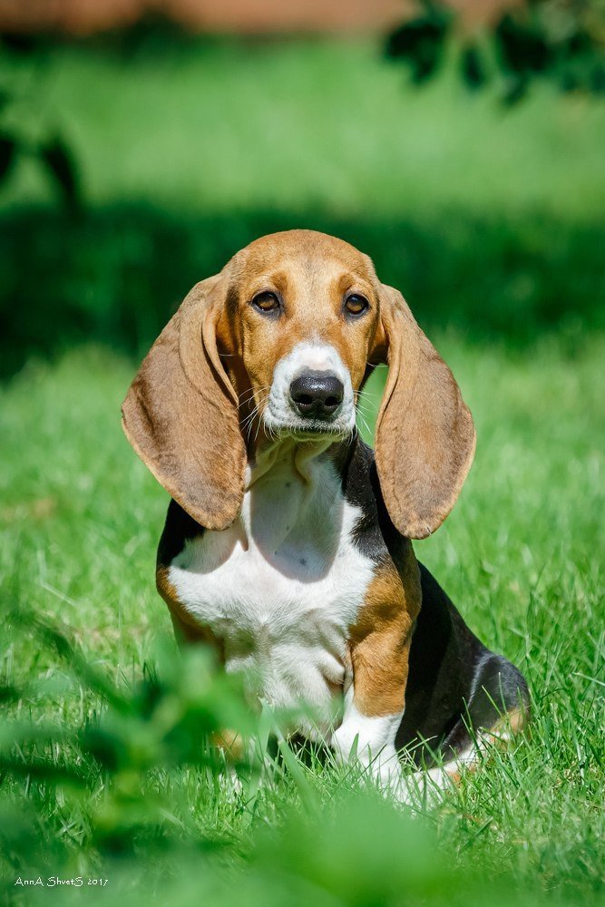 Бассет хаунд: описание британской породы собак, советы по уходу и содержанию