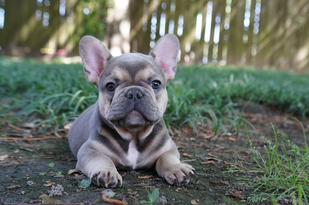 Французский бульдог щенок: как выбрать и сколько стоит, какова стоимость голубого и цена взрослого
