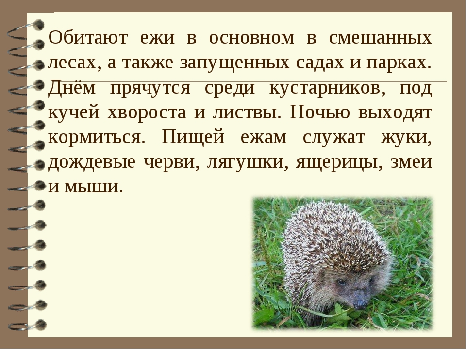 Ежах 2 класс литературное чтение. Рассказ про ежика. Рассказ о еже. Ежик описание. Рассказ про ежа.